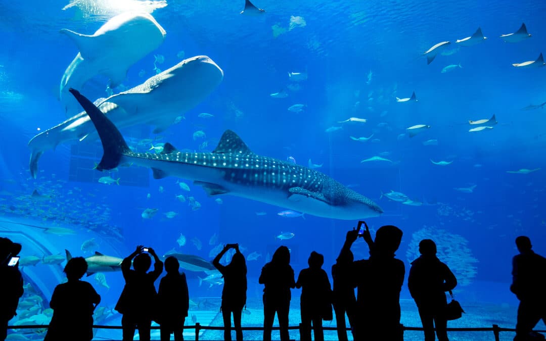 People observing fish at the aquarium